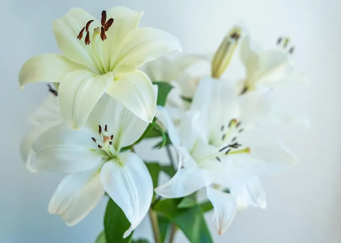 L&n דוברובניק